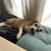 アンニュイ