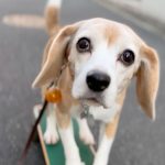 シネマティック空豆さんのスケボー犬