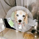空豆さん緊急入院（その4）
