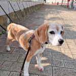 空豆さん闘病記（その8）